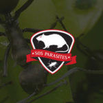 coléoptères-sos-parasites