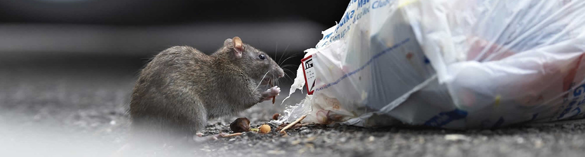 Pest Control Rats