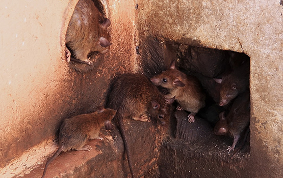 Pest Control Rats