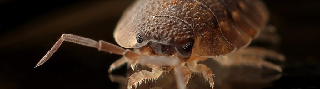 Votre maison ou local professionnel est infesté d’insectes ?