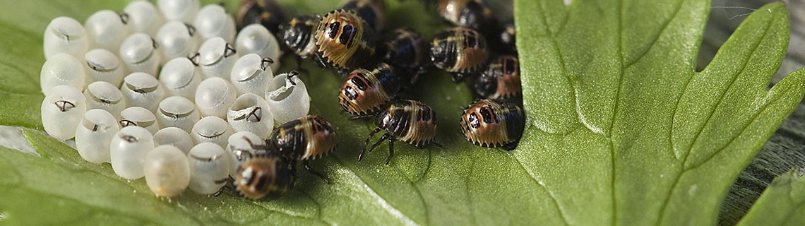 Le pest-control par SOS-Parasites, intervention en week-end et prix compétitifs !