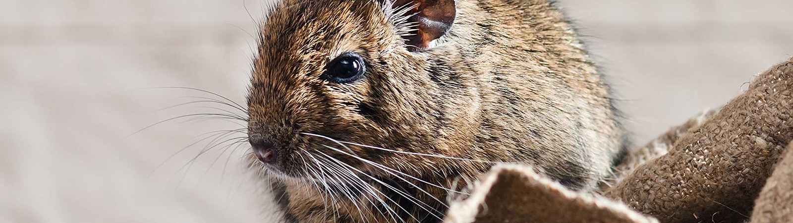 Se débarrasser des souris - SOS-Parasites votre expert en pest