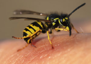 insectes-piqueurs-sos-parasites