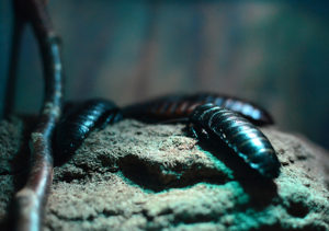 insectes-sos-parasites