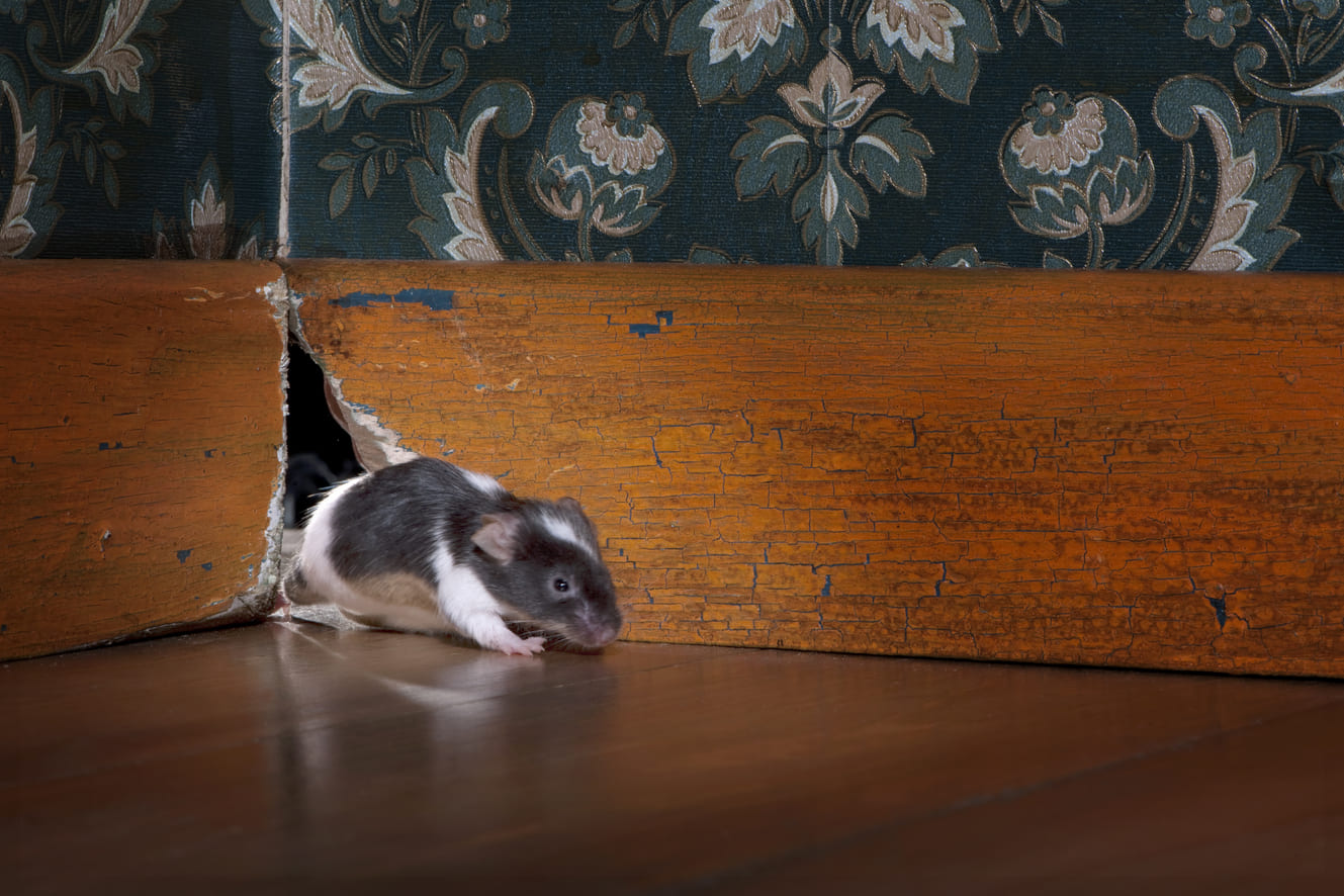 Comment se débarrasser d'une souris dans une maison ?