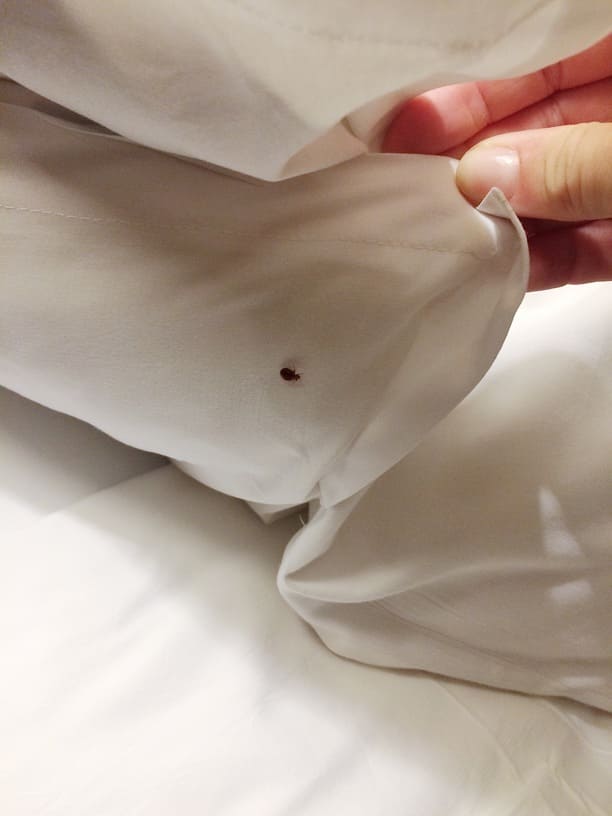 Affrontez efficacement les punaises de lit et nuisibles à Bruxelles avec SOS-Parasites