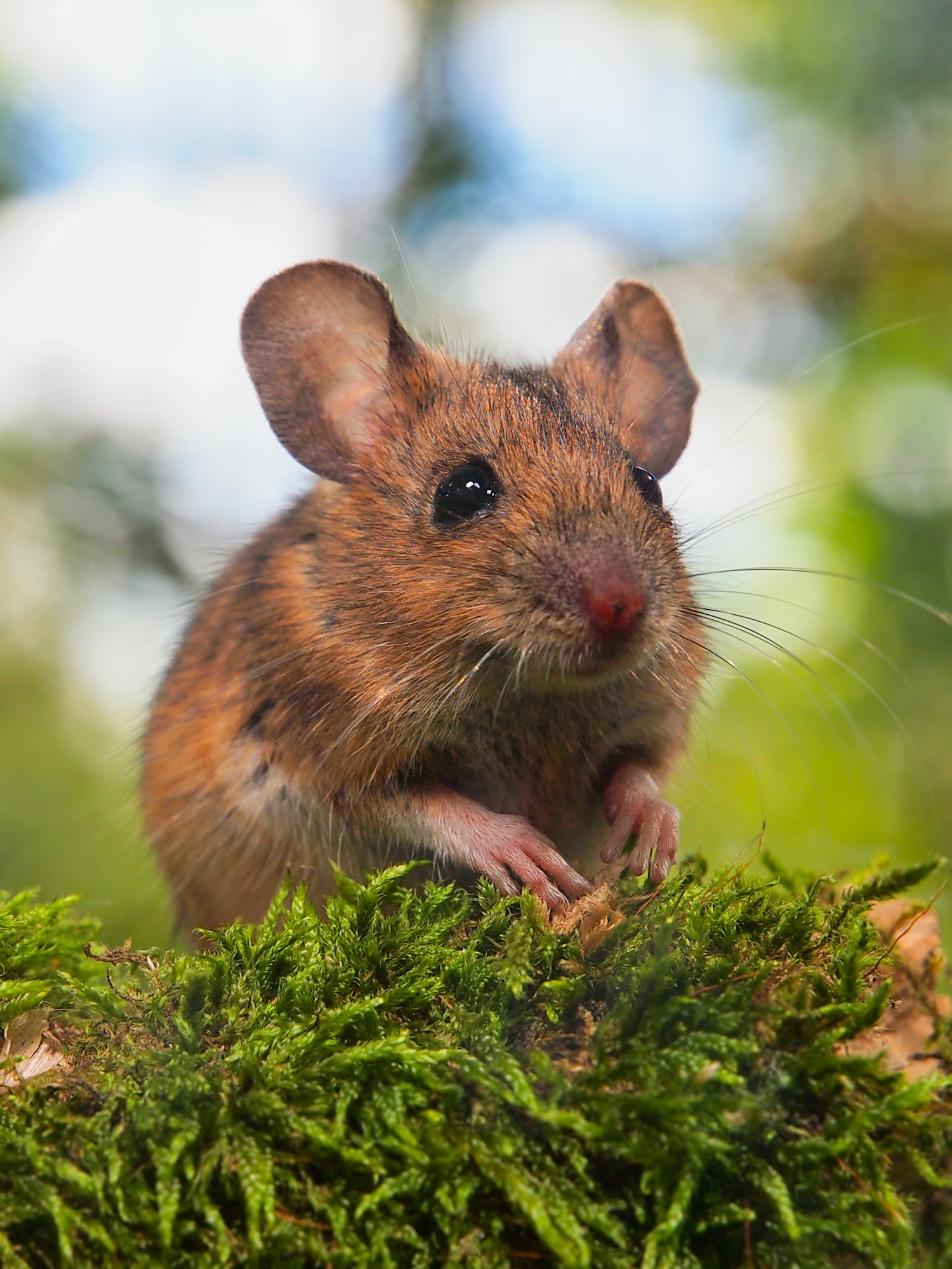 Field Mouse (Apodemus sylvaticus) in a forest