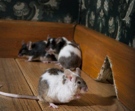 group of mice walking in a luxury old-fashioned room