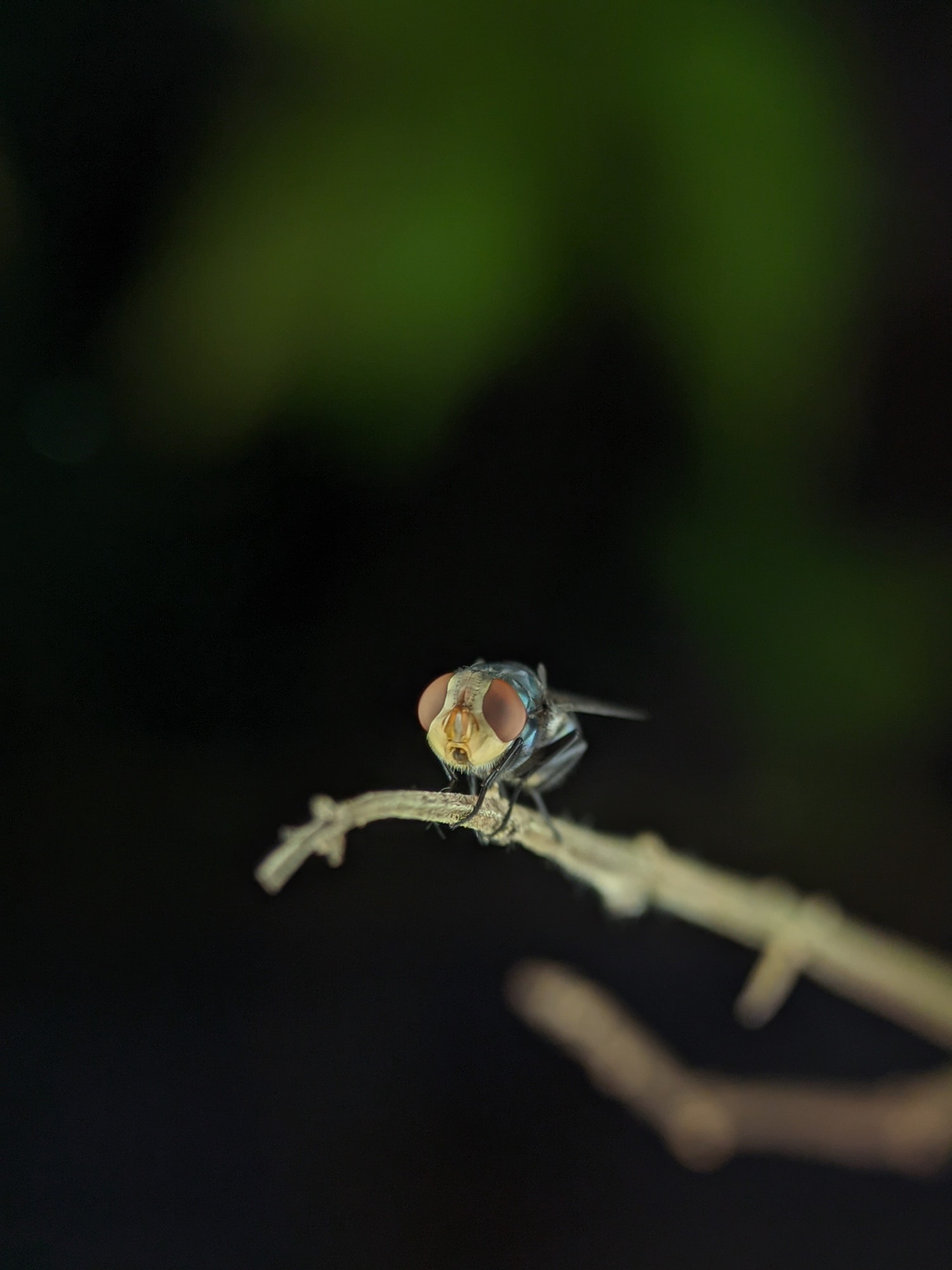 A fly is resting on a tree branch with blur background.