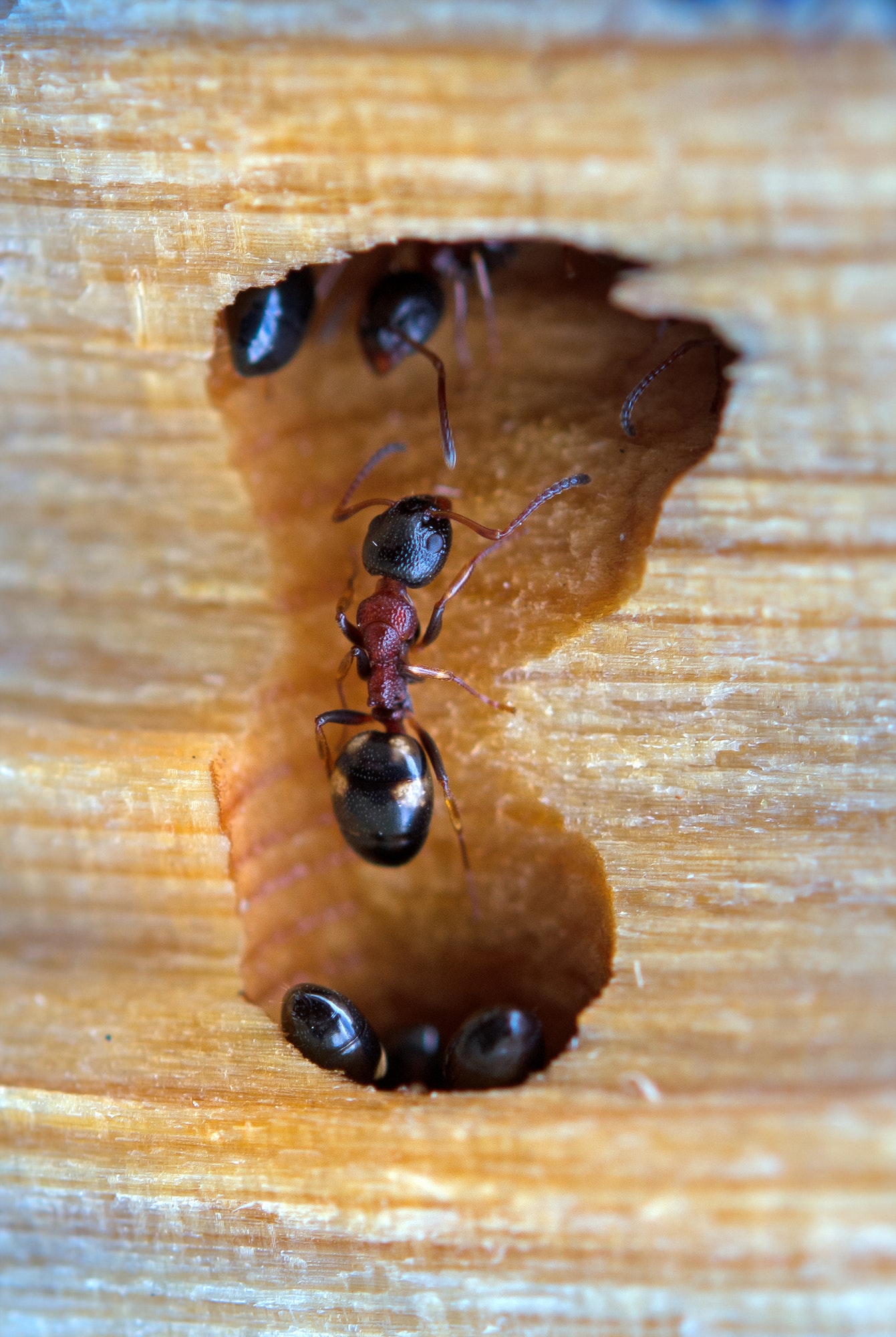 ant in an anthill