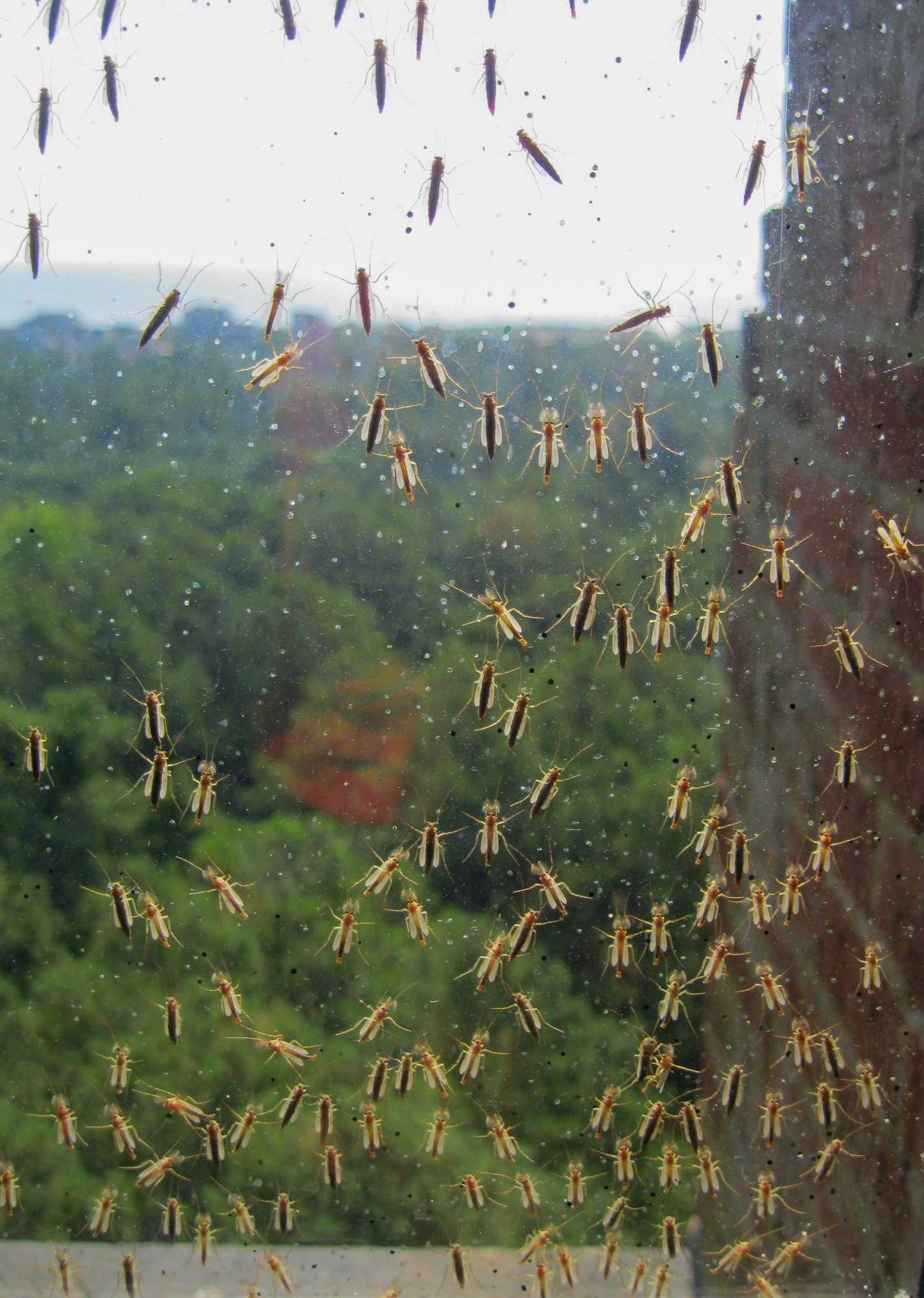 Lots of mosquitoes on an structure’s window during summertime