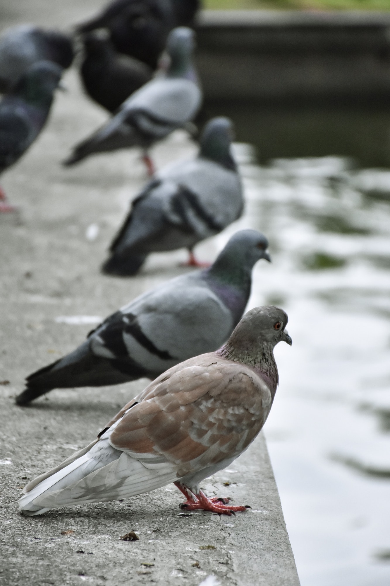 pigeons in the urban environment.